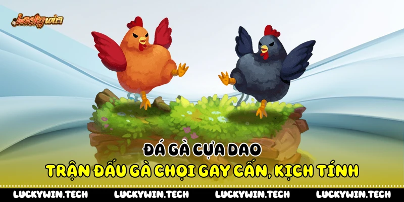 Đá Gà Cựa Dao - Trận Đấu Gà Chọi Gay Cấn, Kịch Tính