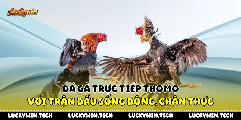 Đá Gà Trực Tiếp Thomo Với Trận Đấu Sống Động, Chân Thực