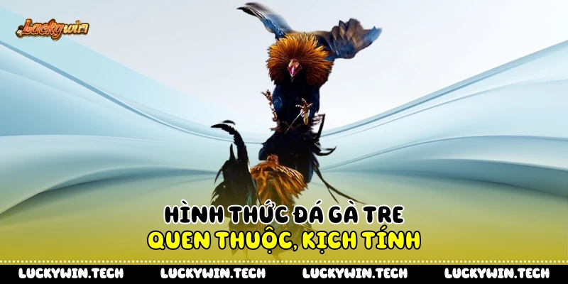Hình thức đá gà tre quen thuộc, kịch tính